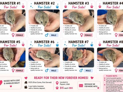 Baby hamsters 4 weeks old