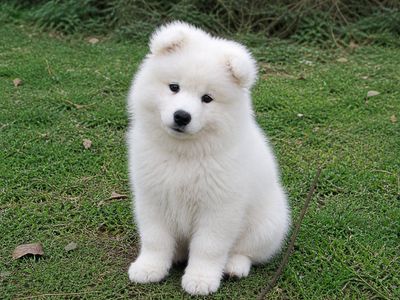Luxury AKC Champion Bloodline Samoyed puppy dog, puppie, OFA test and DNA Health Test