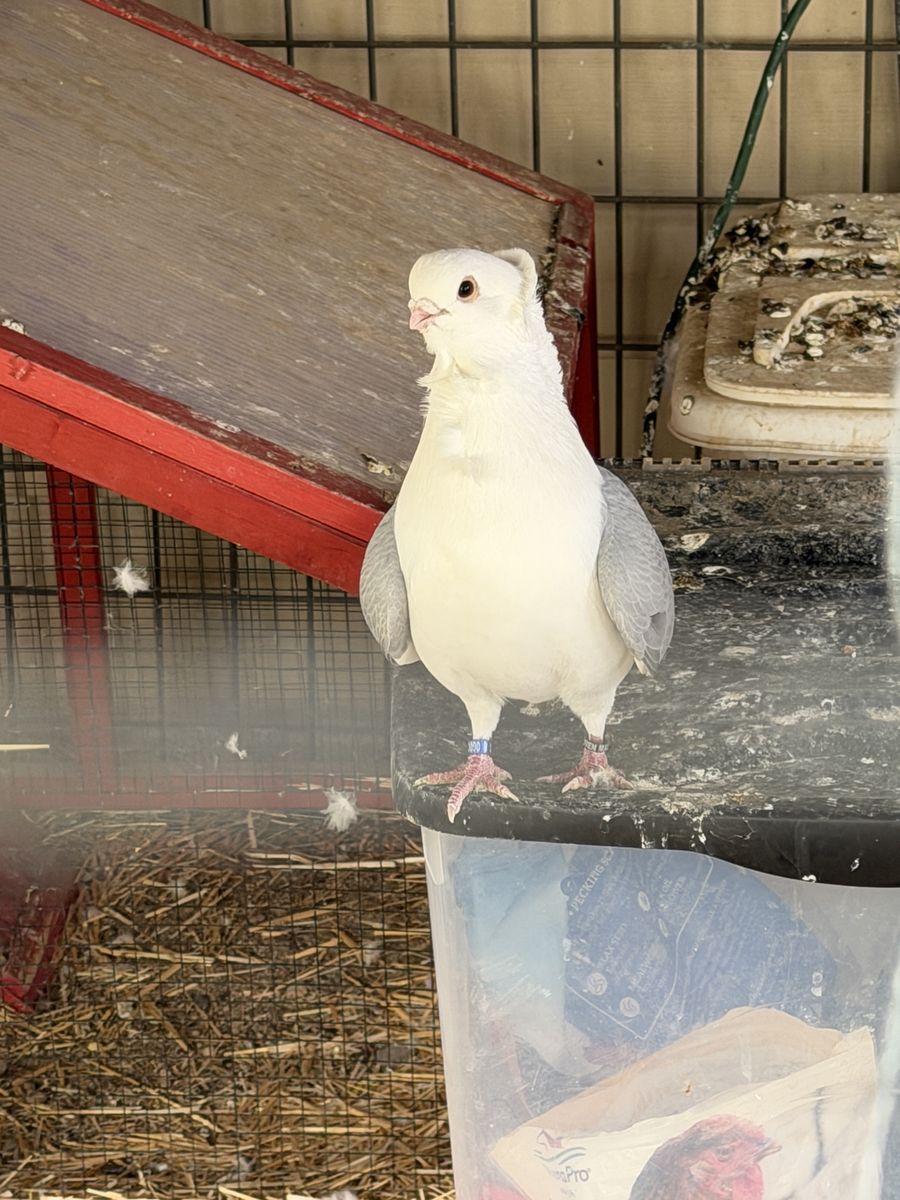 Pigeon pair