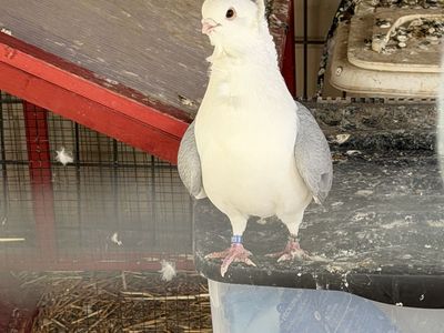 Pigeon pair