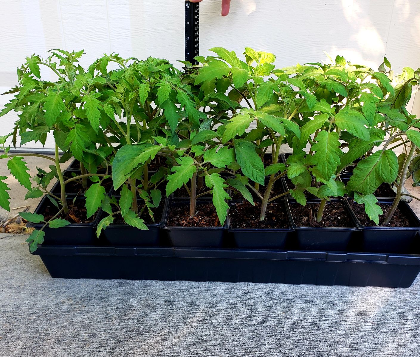 Tomatoes for Sale, Tomato, Heirloom Tomato