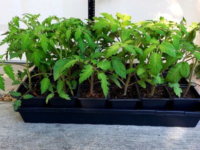 Tomatoes for Sale, Tomato, Heirloom Tomato
