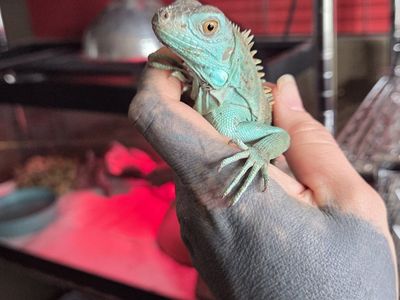 2025 Blue Female Iguana