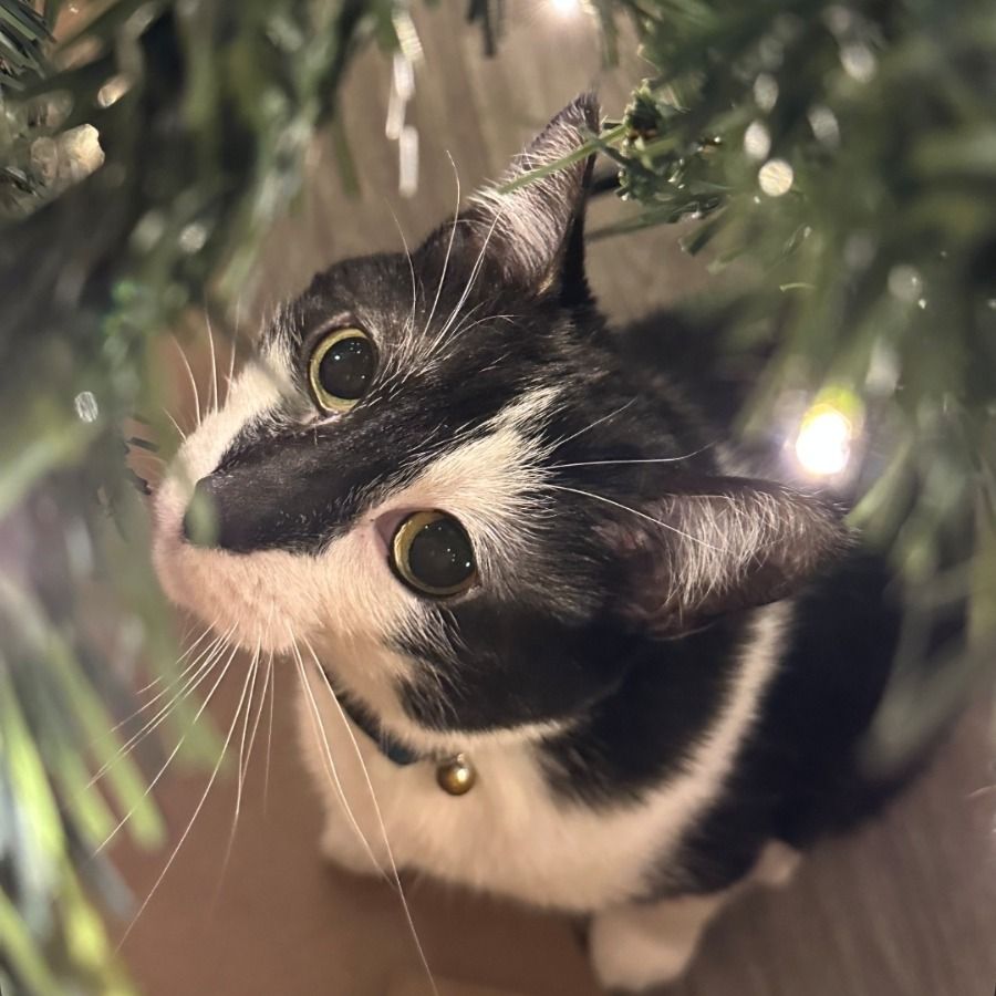 Hello my name is Stella