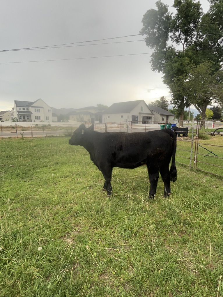 Heifer