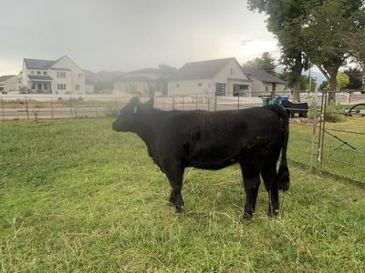 Heifer