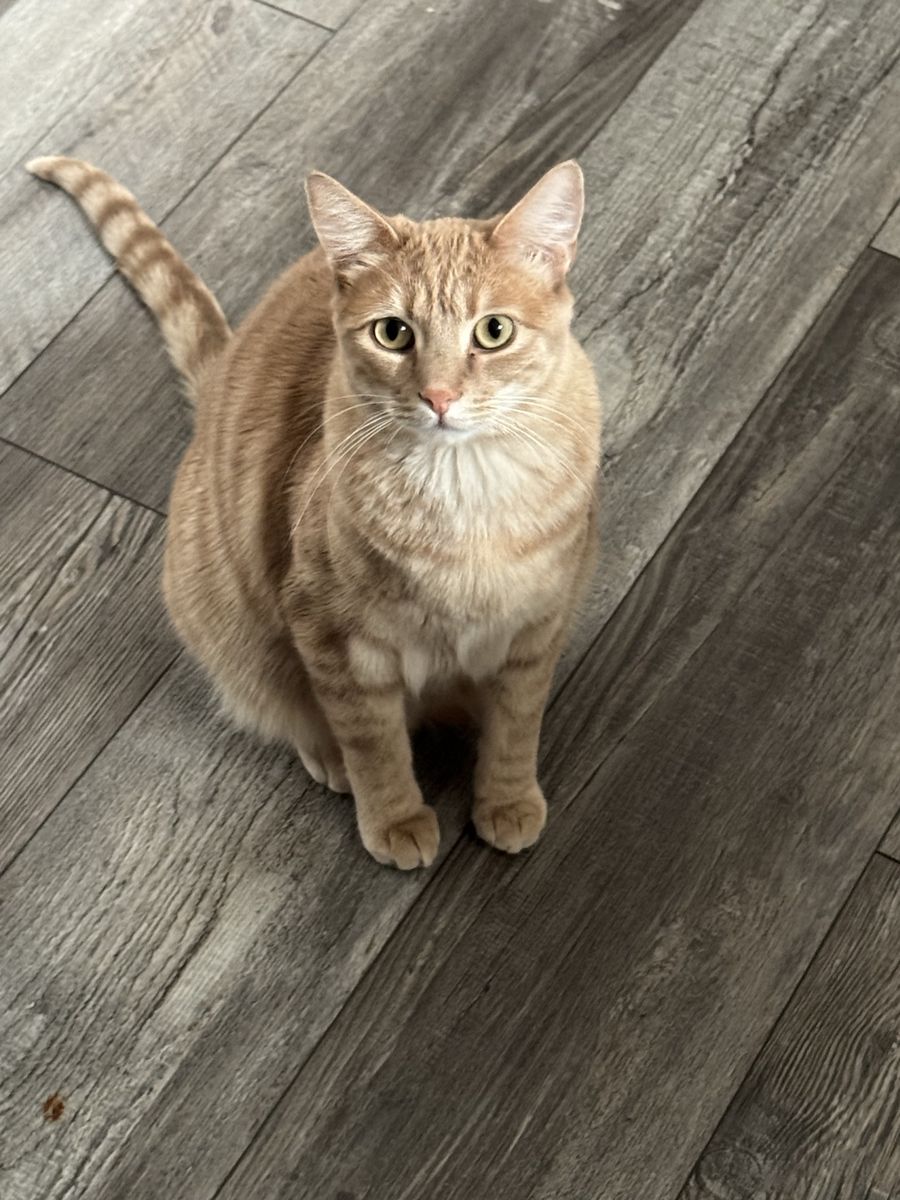 Missing Male Orange Tabby