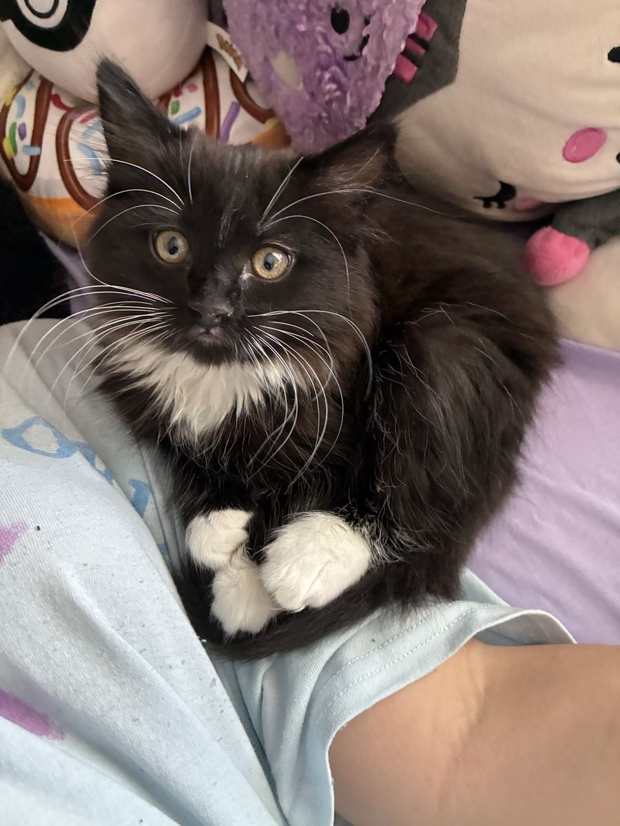 Adorable 8-Week-Old black/white Female Kitten