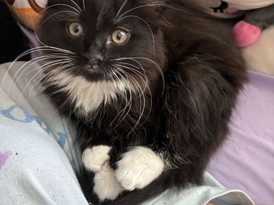 Adorable 8-Week-Old black/white Female Kitten