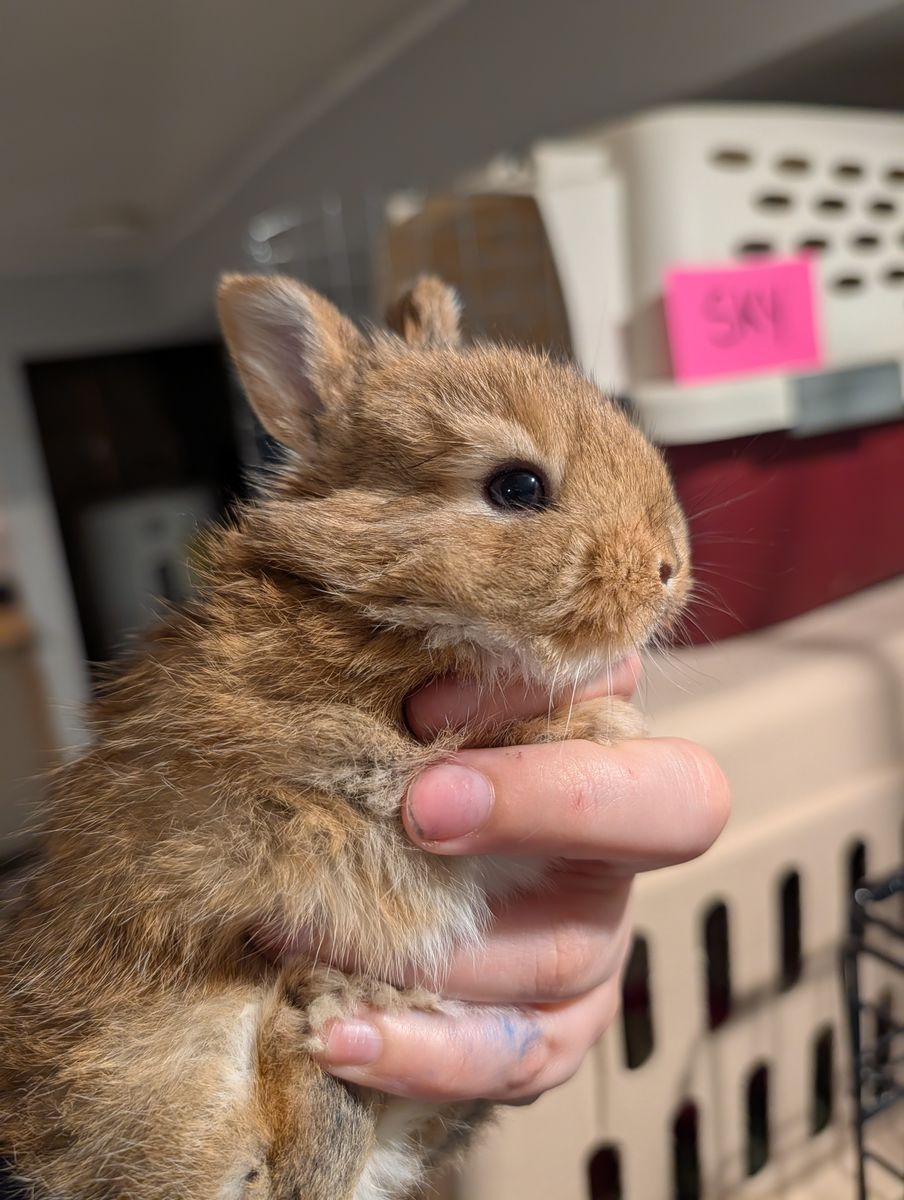 Female bunny