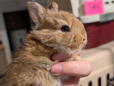 Female bunny
