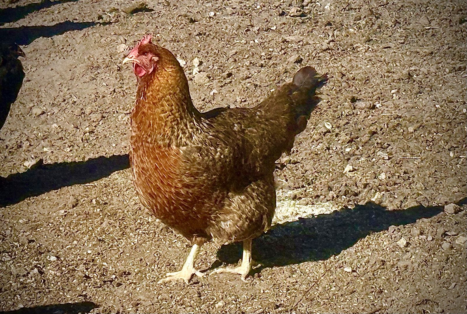 Happy Flock