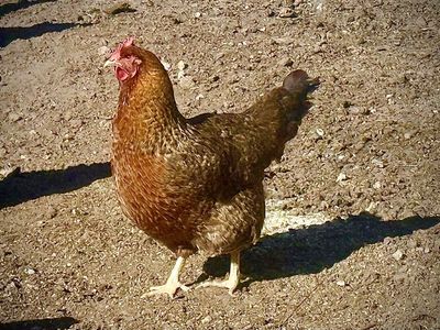 Happy Flock