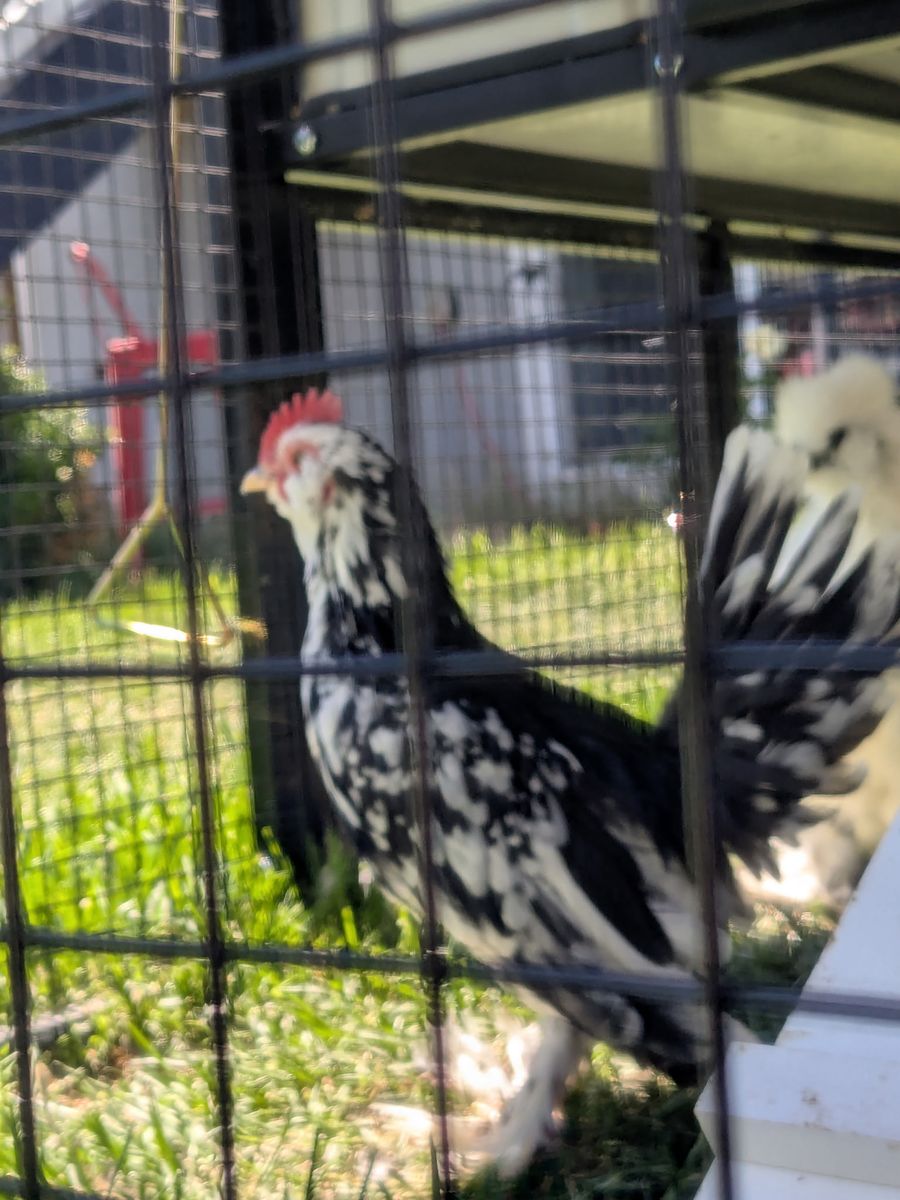 Frizzle Rooster