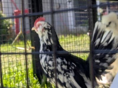 Frizzle Rooster