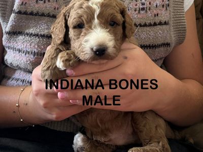 Red Fox F1B miniature Labradoodles - Ready July 18th for your Loving Home!