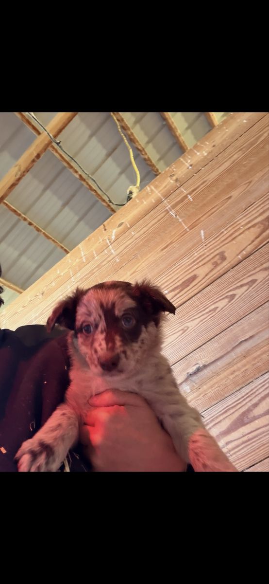 Australian shepherd puppy