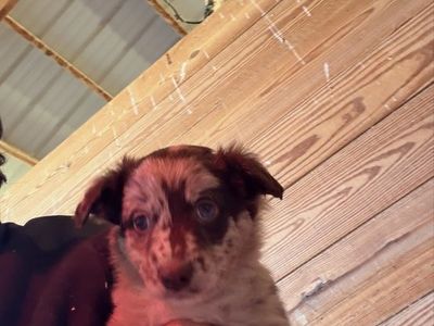 Australian shepherd puppy