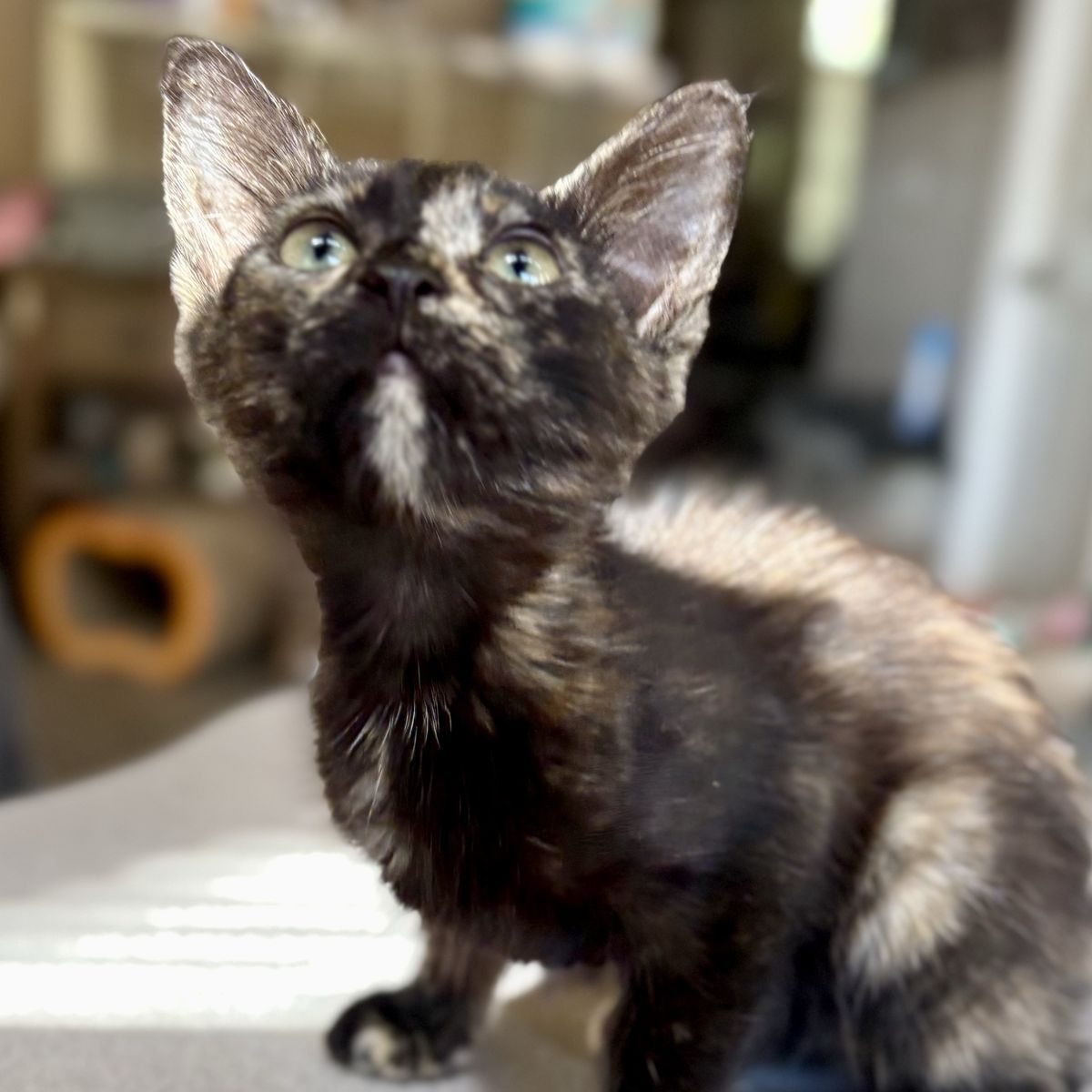 Beautiful Tortie Female Kitten 