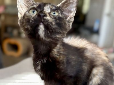 Beautiful Tortie Female Kitten