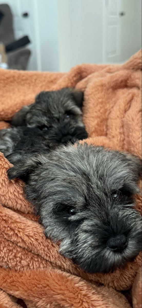 Adorable Miniature Schnauzer Puppies Ready for New Homes