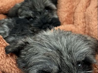 Adorable Miniature Schnauzer Puppies Ready for New Homes