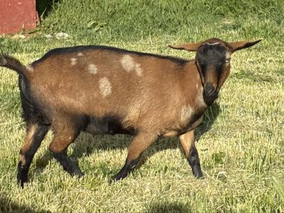 Blue Eyed, Petite AGS registered Nigerian Dwarf Doe