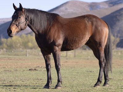 9 Yr Old Bay Gelding