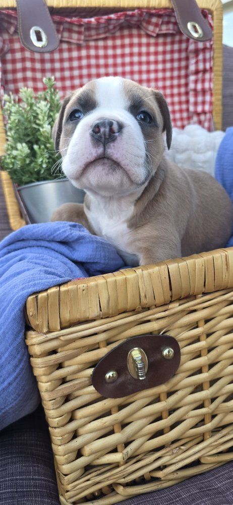 olde English bulldog/ pitbull
