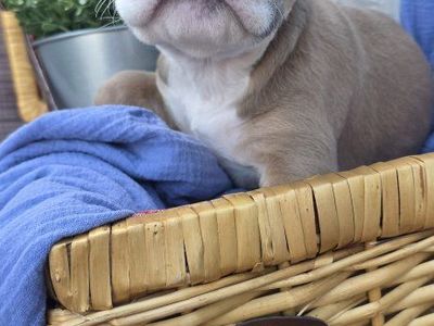 olde English bulldog/ pitbull