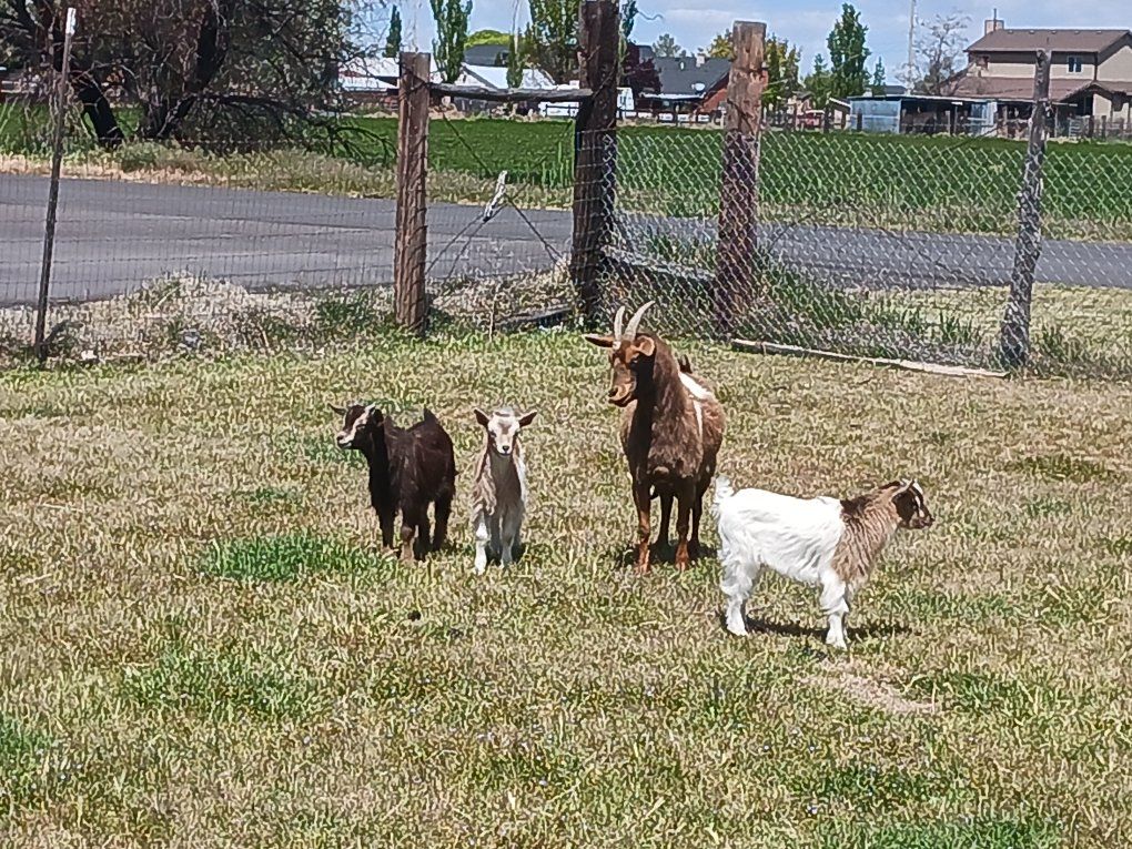 Kids for sale! Miniature Fainting mixed goats