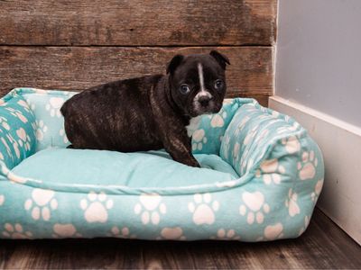 Frenchton puppies (50/50) French Bulldog and Boston Terrier. Crate trained