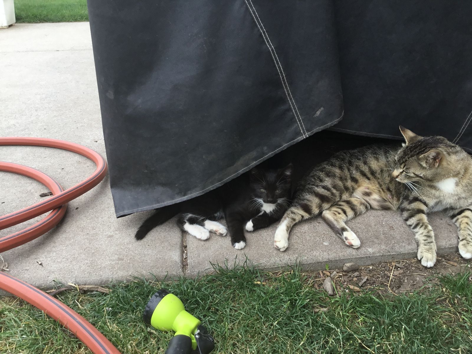 Two adorable kittens = $10 each (cash only)