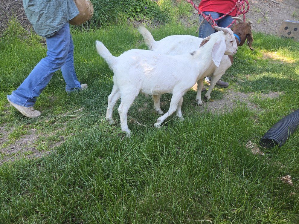 2 Meat Goats.  Wethers. Good weed eaters