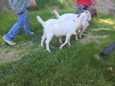 2 Meat Goats. Wethers. Good weed eaters