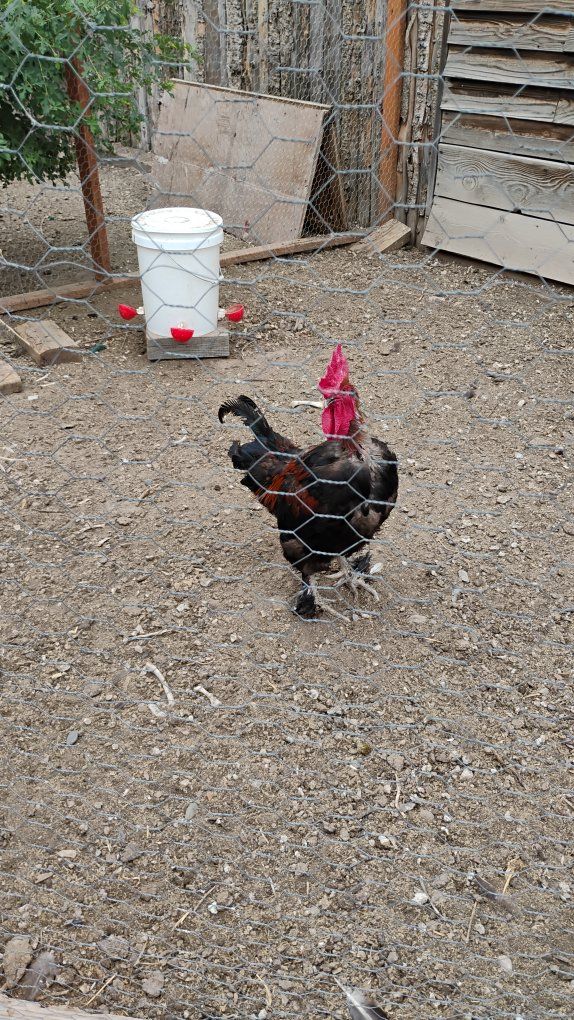 copper maran rooster(Free)