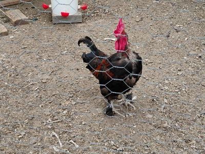 copper maran rooster(Free)