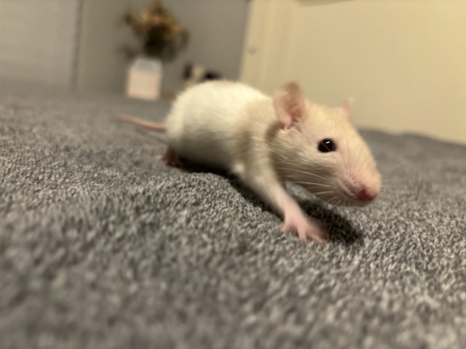 Two fancy rats one girl one boy 40 gallon cage FREE