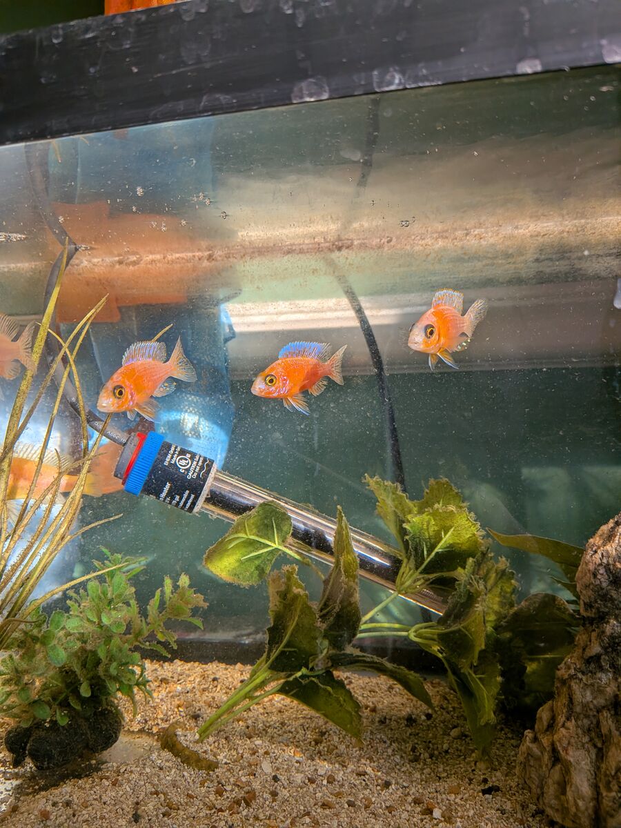 Dragonblood cichlid juveniles (reduced)