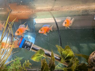 Dragonblood cichlid juveniles (reduced)