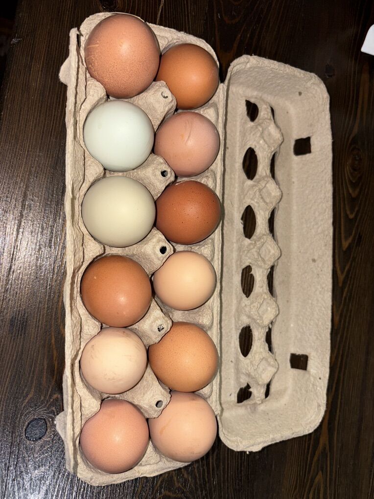 Fresh Eggs