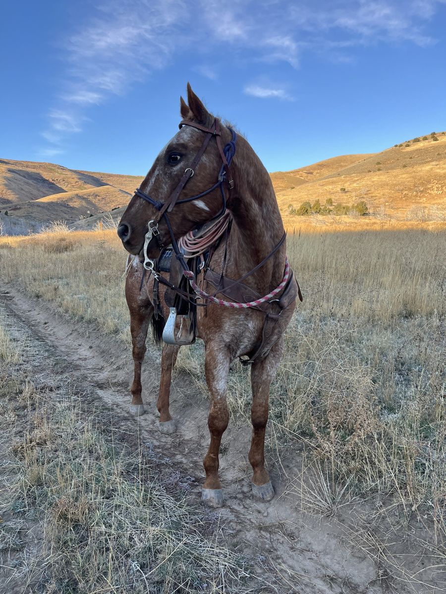 17 year old papered Appaloosa gelding