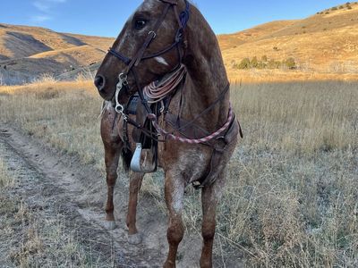 17 year old papered Appaloosa gelding