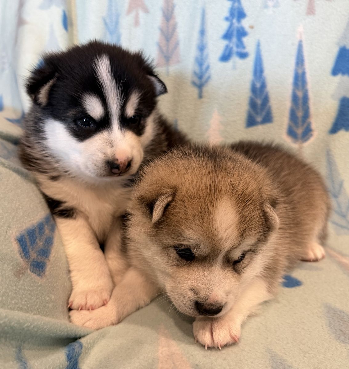 Alaskan Klee Kai (mini husky) puppies not Pomsky can schedule delivery to some Utah locations 