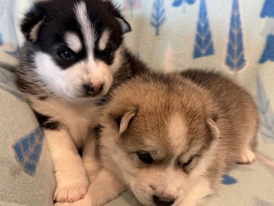 Alaskan Klee Kai (mini husky) puppies not Pomsky can schedule delivery to some Utah locations
