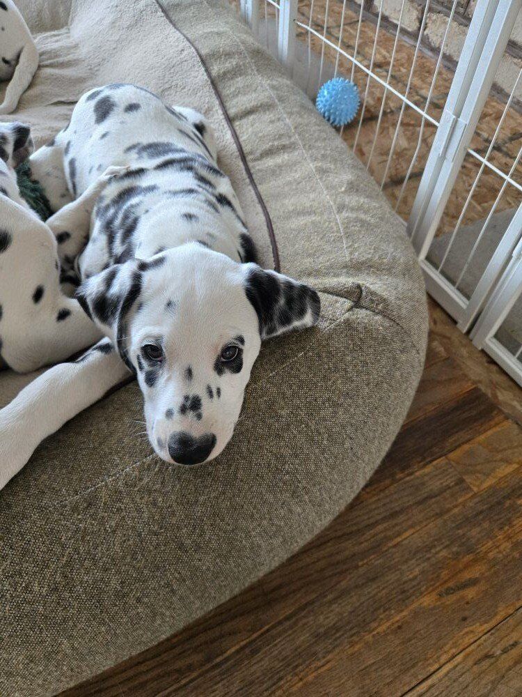 2 Purebred Dalmatian Puppies