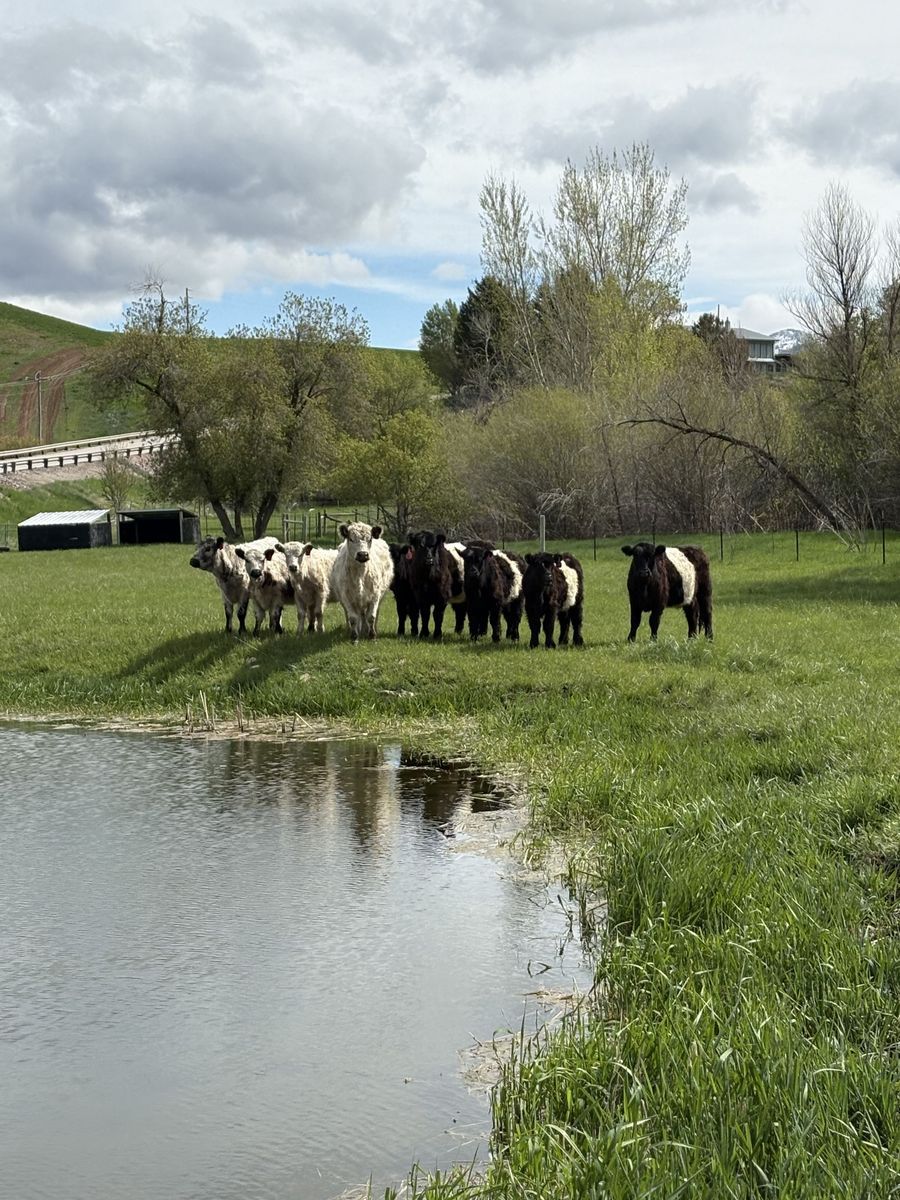 Belted & White Galloway Heifers For Sale