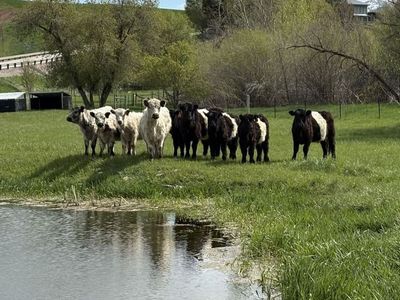 Belted & White Galloway Heifers For Sale