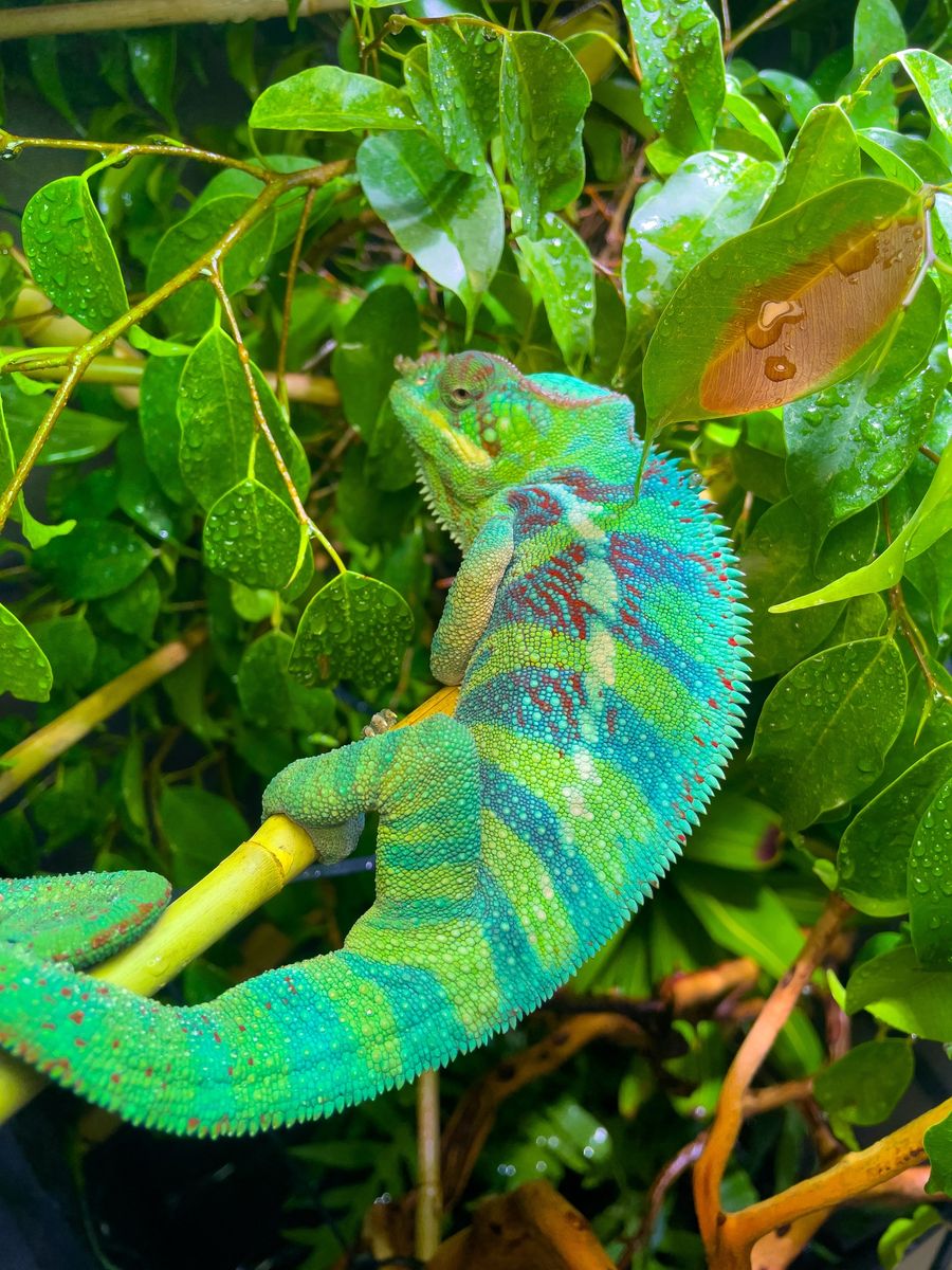 Panther Chameleon Pair