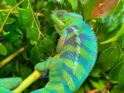 Panther Chameleon Pair